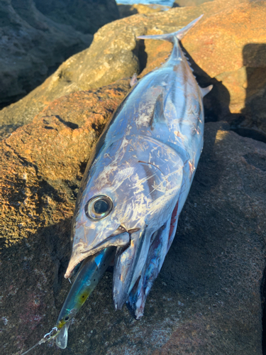 カツオの釣果