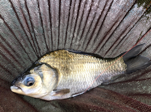 ヘラブナの釣果