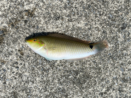 ミツボシキュウセンの釣果