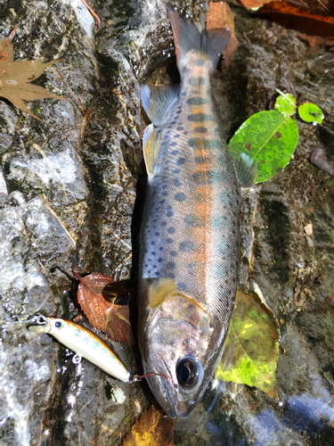 ヤマメの釣果