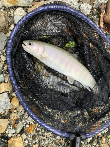 イワナの釣果