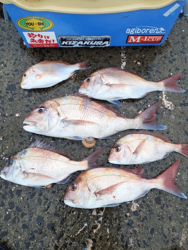 マダイの釣果