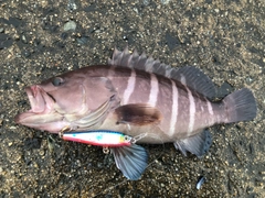 マハタの釣果