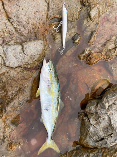 ツバスの釣果