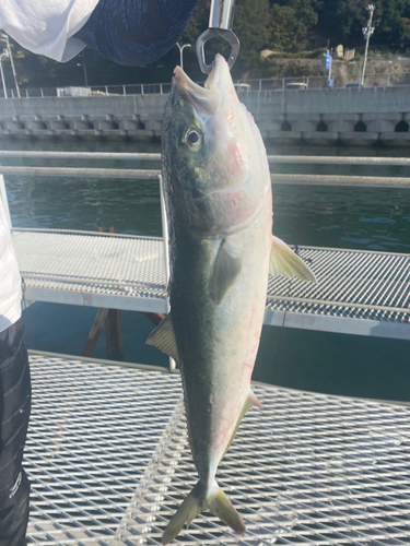 ハマチの釣果