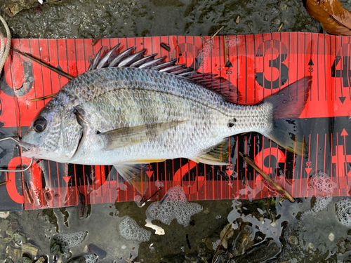 チヌの釣果