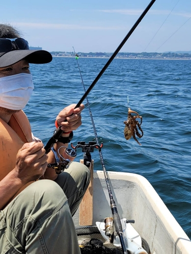 イイダコの釣果