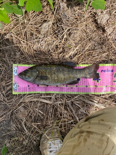 スモールマウスバスの釣果