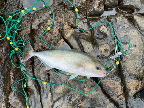 カンパチの釣果