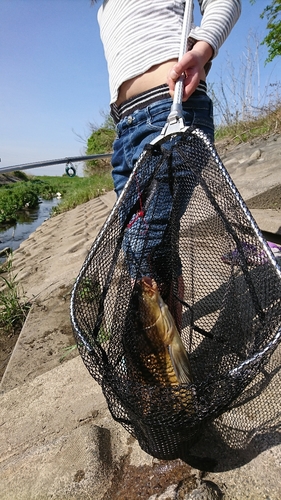 コイの釣果