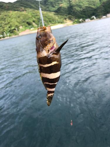 アオハタの釣果