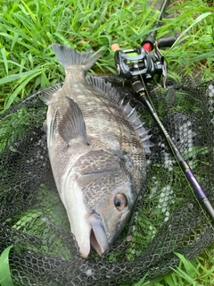 チヌの釣果