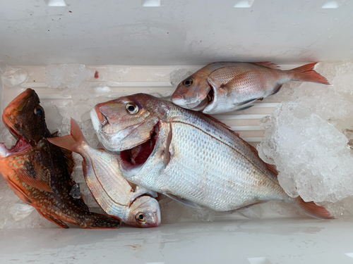 マダイの釣果