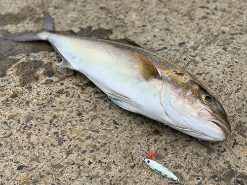 ネリゴの釣果