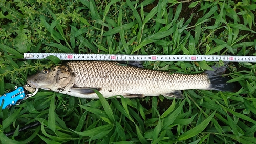 ニゴイの釣果