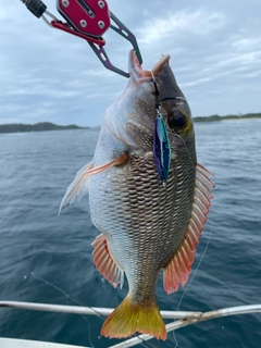 クチナジの釣果