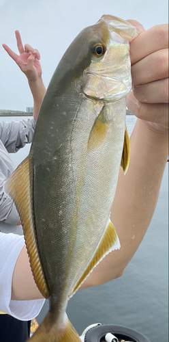 ショゴの釣果