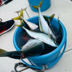 マアジの釣果