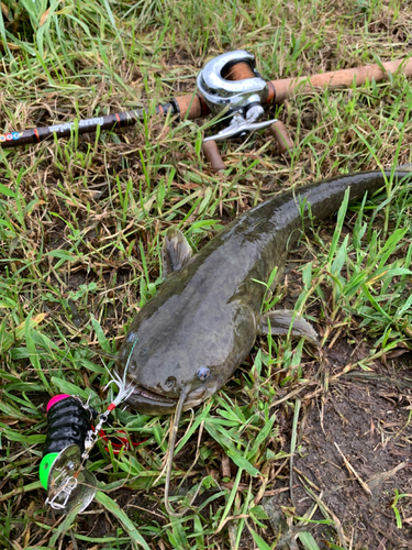 ナマズの釣果