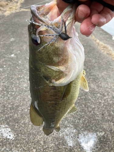 ラージマウスバスの釣果