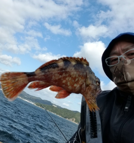 カサゴの釣果