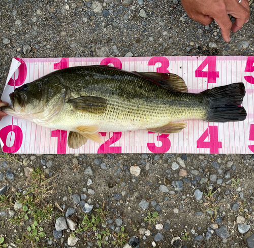 ラージマウスバスの釣果