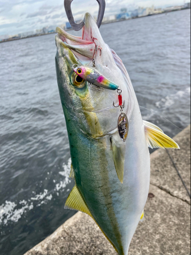 イナダの釣果