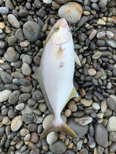 シオの釣果