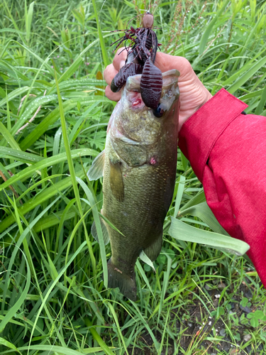 ラージマウスバスの釣果