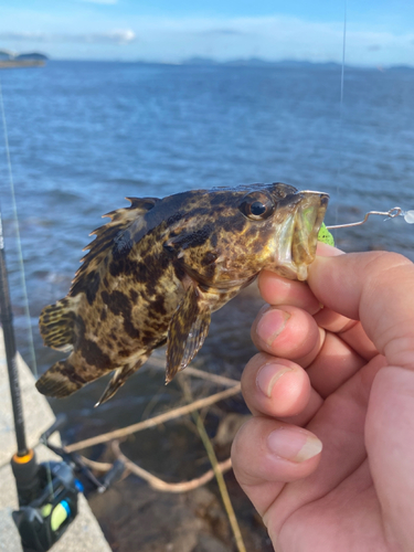 タケノコメバルの釣果