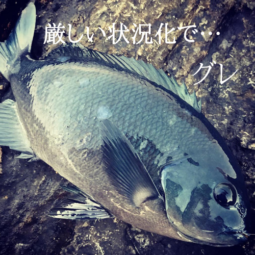 グレの釣果