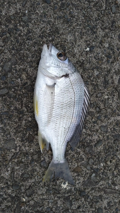 キビレの釣果