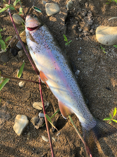 ニジマスの釣果