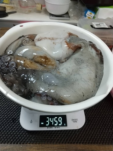 マダコの釣果