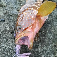 キジハタの釣果