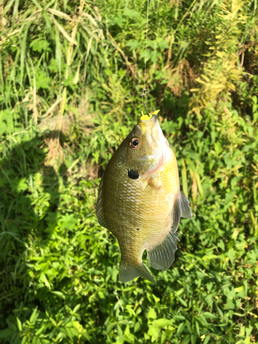 ブルーギルの釣果