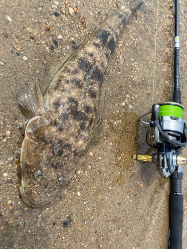 マゴチの釣果