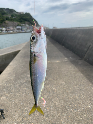 マサバの釣果