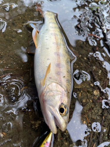 ヤマメの釣果