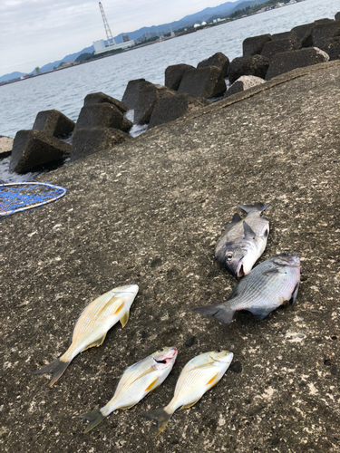 チヌの釣果