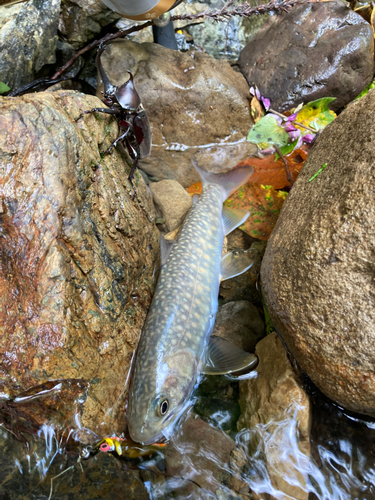 イワナの釣果