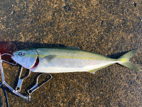 イナダの釣果