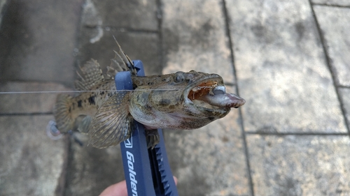 ウロハゼの釣果