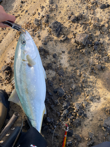 イナダの釣果