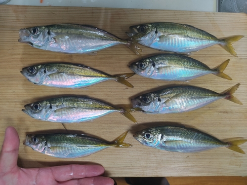 アジの釣果