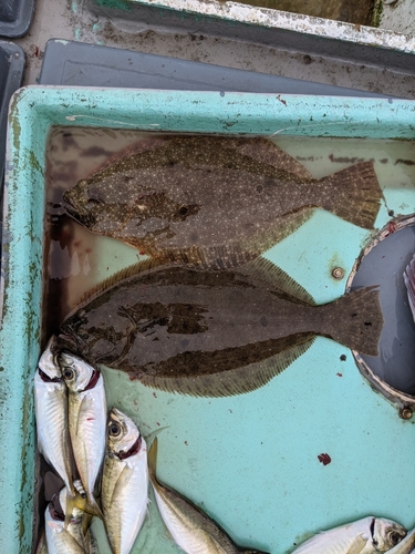 ヒラメの釣果