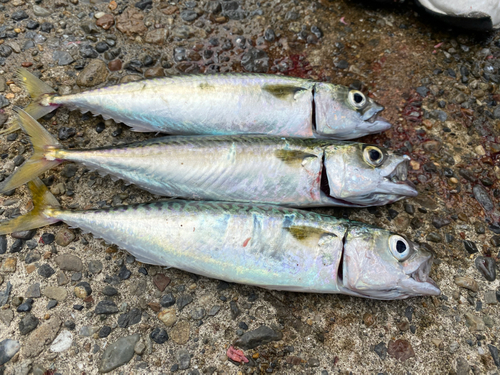 サバの釣果