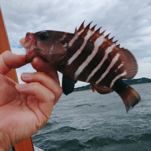 マハタの釣果