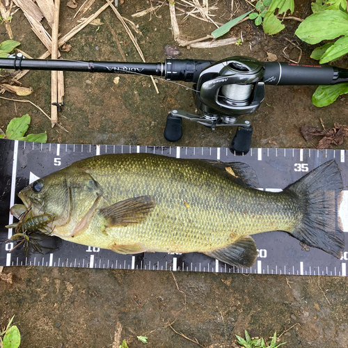 ラージマウスバスの釣果