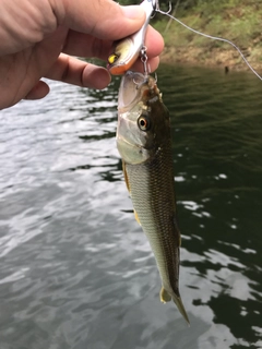 釣果